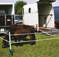 An overnight pen for Ponies